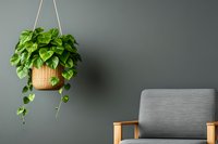 Lush green pothos plant in hanging wicker basket against dark gray wall with modern gray armchair, creating minimalist home interior design atmosphere.
