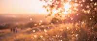 Warm golden sunset light filtering through tree branches creating dreamy bokeh hearts and soft focus effects over blurred landscape background.