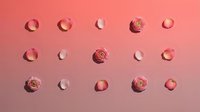 Elegant pink rose petals and buds arranged in geometric pattern on coral background for beauty, cosmetics, and romantic design projects.