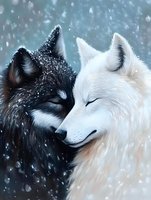 Black and white wolves nuzzling in falling snow, romantic wildlife scene with contrasting fur colors against winter background, gentle intimate moment between predators.