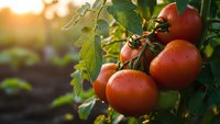 Fresh ripe red tomatoes growing on vine in organic garden with warm golden sunlight creating beautiful bokeh background for healthy farming concepts.