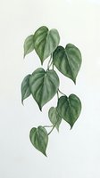 Botanical illustration of heart-shaped green leaves on branching stems against neutral background. Isolated foliage artwork suitable for home decor, botanical prints, and design projects.