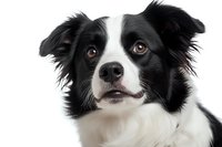 Portrait of attentive black and white Border Collie with expressive brown eyes against white background, close-up view showing distinctive facial markings and alert expression.