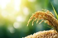 Golden rice grains and ripe paddy ear against soft green bokeh background with sunlight, agricultural concept for organic farming and harvest season.