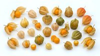 Cape gooseberries with papery husks arranged on white background, isolated for design, packaging, culinary, and botanical illustration use.