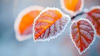 Delicate frost crystals on vibrant orange autumn leaves create magical winter morning atmosphere, soft bokeh background highlights natural seasonal transformation.