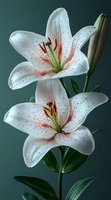 White oriental lilies with pink speckles blooming against dark green background, dewdrops on petals create fresh morning atmosphere. Macro floral photography.