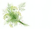 Fresh dill herb bundle with delicate feathery leaves and small yellow flowers isolated on white background for culinary and cooking designs.
