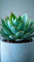 Close-up macro shot of green succulent plant with pointed leaves in modern concrete pot with speckled texture against soft blue background. Perfect for wellness decor.