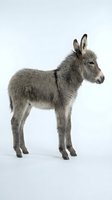Adorable gray donkey foal standing in profile on white background, isolated farm animal ready for design projects and educational materials.