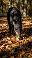 Black pig foraging through colorful autumn leaves in forest setting with golden sunlight filtering through trees creating warm seasonal atmosphere.