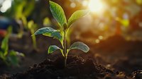 Young green plant seedling growing in fertile soil with morning sunlight and bokeh effect background, representing new life, growth, and environmental sustainability.
