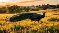 Majestic peacock standing in golden wildflower meadow during sunset with rolling hills and oak trees in background creating serene pastoral landscape scene.
