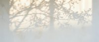 Soft natural tree branch shadows cast on neutral beige wall surface creating organic patterns for interior design and architectural backgrounds.