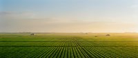 Vast agricultural field with perfectly aligned crop rows stretching toward horizon at sunrise, ideal for farming, agriculture, and rural landscape projects.