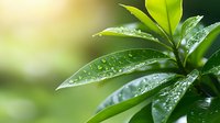 Fresh green leaves with morning dew drops against blurred natural background, macro photography capturing water droplets on foliage surface in sunlight.