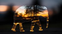 Silhouette of elephant shape revealing dramatic sunset landscape with trees and golden sky, creative double exposure nature photography effect.