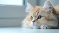 Cream colored longhair cat with striking turquoise eyes gazing thoughtfully near window. Soft natural lighting creates dreamy atmosphere for pet photography and animal portraits.