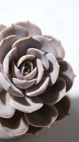 Pale mauve succulent plant with layered petals forming geometric rosette pattern, soft natural lighting emphasizing texture and depth for botanical and nature designs.