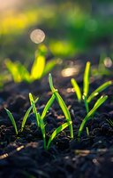Fresh green seedlings emerging from rich soil with sunlight creating bokeh effect in background, symbolizing growth and new beginnings.