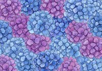 Seamless hydrangea flower pattern in blue and purple watercolor style, perfect for fabric design, wallpaper and decorative backgrounds.