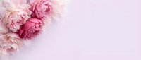 Soft pink peony flowers on light background with copy space for romantic wedding invitations, greeting cards, and feminine design projects.