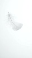 Delicate white feather floating against a soft neutral background, conveying lightness, purity, and tranquility for wellness and lifestyle designs.