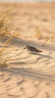 Small shorebird resting on sandy beach among dune grass during golden hour sunset light creating warm peaceful coastal wildlife scene.