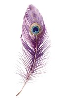 Isolated purple feather with ornate peacock eye design and sparkling details on white background, suitable for graphic design, textiles, and decorative projects.