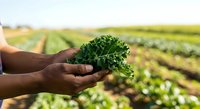 Farmer holding fresh green leafy vegetable in hands over agricultural field during harvest season for farming and agriculture concepts.