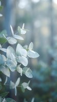 Fresh eucalyptus leaves with soft morning dew drops on blurred natural background for spa wellness aromatherapy and botanical design projects.
