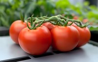 Fresh ripe red tomatoes on vine against blurred background, close up view showing natural texture and vibrant color. Suitable for healthy eating concepts.