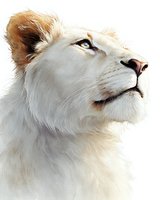 Majestic white lioness portrait in profile showing regal expression and golden mane details on clean white background for wildlife and nature designs.