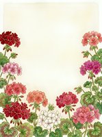 Vintage botanical frame with colorful geranium flowers and green leaves on cream background for greeting cards and wedding invitations.