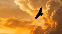 Majestic eagle soaring through dramatic golden sunset clouds in expansive sky. Powerful bird of prey silhouette against warm orange heavens for freedom concepts.