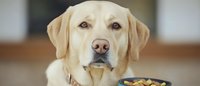 Close up portrait of yellow Labrador retriever with food bowl, looking at camera with attentive expression against blurred home interior background.