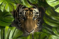 Fierce tiger face peering through lush green monstera leaves in jungle setting, creating dramatic wildlife composition with intense predator eyes and natural foliage.