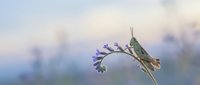 Small songbird perched on purple wildflower stem against soft blurred natural background. Wildlife photography concept for nature and birding themes.