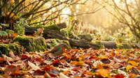 Autumn forest floor covered with colorful fallen leaves, moss-covered logs and warm sunlight filtering through bare tree branches creating peaceful nature scene.