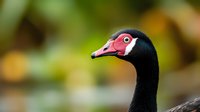 Close-up portrait of black swan with distinctive red beak and white markings against blurred natural background, showing elegant neck curve and detailed feather texture.