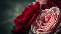 Red and pink roses with water droplets in soft romantic lighting for Valentine's Day, wedding invitations, love cards, and floral arrangements.