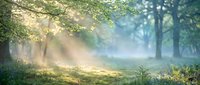 Sunlight streams through misty forest creating magical atmosphere with golden rays illuminating green foliage and peaceful woodland scene for nature backgrounds.