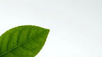 Vibrant green leaf with detailed veins isolated on white background, suitable for eco-friendly designs, wellness branding, and environmental graphics.