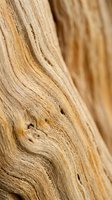 Close-up of natural wood grain texture with warm tan and beige tones, showing detailed knots and growth rings. Suitable for backgrounds, design elements, and woodworking projects.