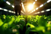 Vibrant green plants growing under artificial LED lights in modern indoor vertical farm facility, with dramatic sunburst effect through leaves creating depth and atmosphere.