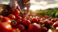 Fresh ripe red tomatoes being hand-picked into wicker basket during golden hour harvest time at organic farm with warm sunlight and green fields.
