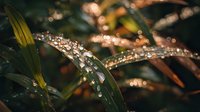 Morning dew drops glistening on dark green leaves create magical bokeh effect with golden sunlight, capturing nature's delicate beauty in macro photography.