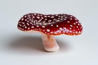 Red and white spotted mushroom amanita muscaria isolated on white background, detailed macro photography showing texture and pattern of toxic toadstool.