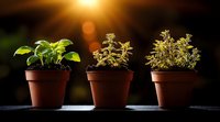 Three terracotta pots with growing herbs and plants against dark background with golden sunlight and bokeh effect creating atmospheric garden composition.
