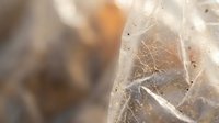 Delicate spider web with morning dew drops catching sunlight, creating natural bokeh effect. Macro photography showcasing intricate silk threads and water droplets.
